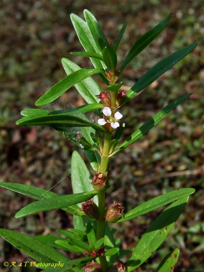 {Rotala ramosior}